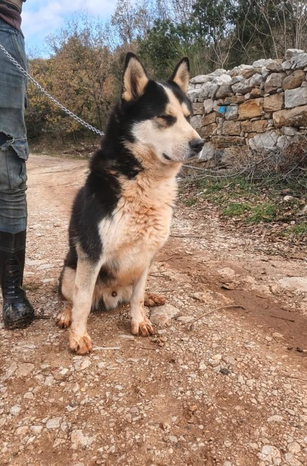 Simba, splendido simil Malamute dagli occhi color cielo Foto 6